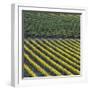 Vineyards, Cognac Region, Charente, Poitou Charentes, France-Doug Pearson-Framed Photographic Print