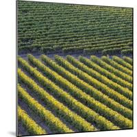 Vineyards, Cognac Region, Charente, Poitou Charentes, France-Doug Pearson-Mounted Photographic Print