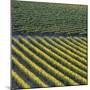 Vineyards, Cognac Region, Charente, Poitou Charentes, France-Doug Pearson-Mounted Photographic Print