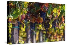 Vineyards Draping Hillsides Near Monte Falco-Terry Eggers-Stretched Canvas