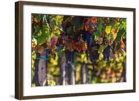 Vineyards Draping Hillsides Near Monte Falco-Terry Eggers-Framed Photographic Print