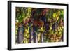 Vineyards Draping Hillsides Near Monte Falco-Terry Eggers-Framed Photographic Print