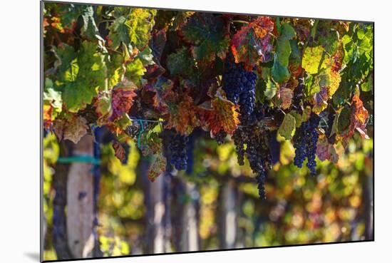 Vineyards Draping Hillsides Near Monte Falco-Terry Eggers-Mounted Photographic Print