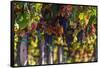 Vineyards Draping Hillsides Near Monte Falco-Terry Eggers-Framed Stretched Canvas