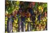 Vineyards Draping Hillsides Near Monte Falco-Terry Eggers-Stretched Canvas