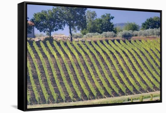 Vineyards Draping Hillsides Near Monte Falco-Terry Eggers-Framed Stretched Canvas