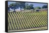 Vineyards Draping Hillsides Near Monte Falco-Terry Eggers-Framed Stretched Canvas