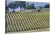 Vineyards Draping Hillsides Near Monte Falco-Terry Eggers-Stretched Canvas