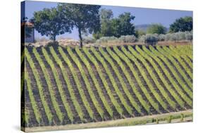 Vineyards Draping Hillsides Near Monte Falco-Terry Eggers-Stretched Canvas