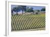 Vineyards Draping Hillsides Near Monte Falco-Terry Eggers-Framed Photographic Print