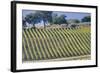 Vineyards Draping Hillsides Near Monte Falco-Terry Eggers-Framed Photographic Print