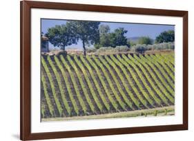 Vineyards Draping Hillsides Near Monte Falco-Terry Eggers-Framed Photographic Print