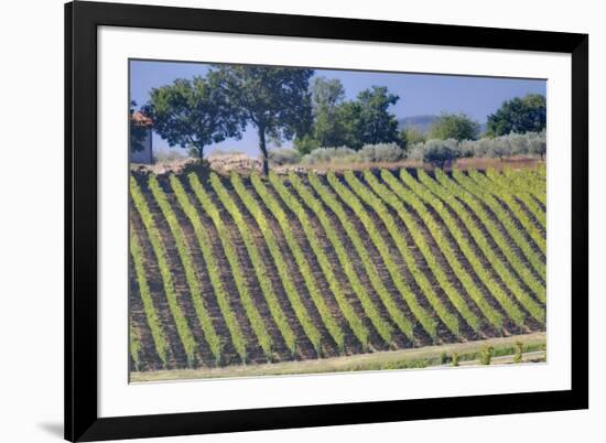 Vineyards Draping Hillsides Near Monte Falco-Terry Eggers-Framed Photographic Print