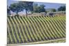 Vineyards Draping Hillsides Near Monte Falco-Terry Eggers-Mounted Photographic Print