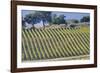 Vineyards Draping Hillsides Near Monte Falco-Terry Eggers-Framed Photographic Print