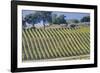 Vineyards Draping Hillsides Near Monte Falco-Terry Eggers-Framed Photographic Print