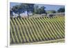Vineyards Draping Hillsides Near Monte Falco-Terry Eggers-Framed Photographic Print