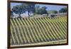 Vineyards Draping Hillsides Near Monte Falco-Terry Eggers-Framed Photographic Print