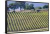 Vineyards Draping Hillsides Near Monte Falco-Terry Eggers-Framed Stretched Canvas