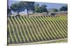 Vineyards Draping Hillsides Near Monte Falco-Terry Eggers-Stretched Canvas