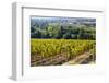 Vineyards Draping Hillsides Near Monte Falco-Terry Eggers-Framed Photographic Print