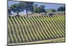 Vineyards Draping Hillsides Near Monte Falco-Terry Eggers-Mounted Photographic Print