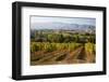 Vineyards Draping Hillsides-Terry Eggers-Framed Photographic Print