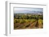 Vineyards Draping Hillsides-Terry Eggers-Framed Photographic Print