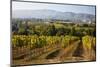 Vineyards Draping Hillsides-Terry Eggers-Mounted Photographic Print