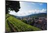 Vineyards, Freiburg, Baden-Wurttemberg, Germany, Europe-Christian Kober-Mounted Photographic Print