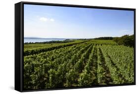 Vineyards Hagnau, Wilhelmshohe, Lake of Constance, Baden-Wurttemberg, Germany-Ernst Wrba-Framed Stretched Canvas