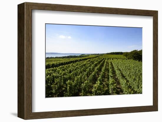 Vineyards Hagnau, Wilhelmshohe, Lake of Constance, Baden-Wurttemberg, Germany-Ernst Wrba-Framed Photographic Print