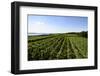 Vineyards Hagnau, Wilhelmshohe, Lake of Constance, Baden-Wurttemberg, Germany-Ernst Wrba-Framed Photographic Print