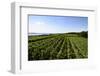 Vineyards Hagnau, Wilhelmshohe, Lake of Constance, Baden-Wurttemberg, Germany-Ernst Wrba-Framed Photographic Print