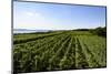 Vineyards Hagnau, Wilhelmshohe, Lake of Constance, Baden-Wurttemberg, Germany-Ernst Wrba-Mounted Photographic Print