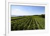 Vineyards Hagnau, Wilhelmshohe, Lake of Constance, Baden-Wurttemberg, Germany-Ernst Wrba-Framed Photographic Print