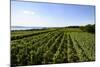 Vineyards Hagnau, Wilhelmshohe, Lake of Constance, Baden-Wurttemberg, Germany-Ernst Wrba-Mounted Photographic Print