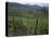 Vineyards, Hunawihr, Alsace, France-Guy Thouvenin-Stretched Canvas