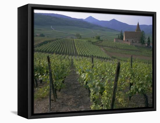 Vineyards, Hunawihr, Alsace, France-Guy Thouvenin-Framed Stretched Canvas