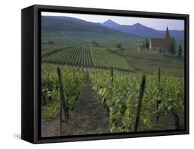 Vineyards, Hunawihr, Alsace, France-Guy Thouvenin-Framed Stretched Canvas