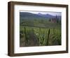 Vineyards, Hunawihr, Alsace, France-Guy Thouvenin-Framed Photographic Print