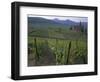 Vineyards, Hunawihr, Alsace, France-Guy Thouvenin-Framed Photographic Print