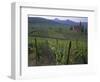 Vineyards, Hunawihr, Alsace, France-Guy Thouvenin-Framed Photographic Print