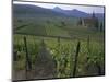 Vineyards, Hunawihr, Alsace, France-Guy Thouvenin-Mounted Photographic Print