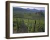 Vineyards, Hunawihr, Alsace, France-Guy Thouvenin-Framed Photographic Print