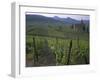 Vineyards, Hunawihr, Alsace, France-Guy Thouvenin-Framed Photographic Print