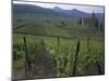 Vineyards, Hunawihr, Alsace, France-Guy Thouvenin-Mounted Photographic Print
