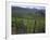 Vineyards, Hunawihr, Alsace, France-Guy Thouvenin-Framed Photographic Print