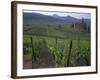 Vineyards, Hunawihr, Alsace, France-Guy Thouvenin-Framed Photographic Print