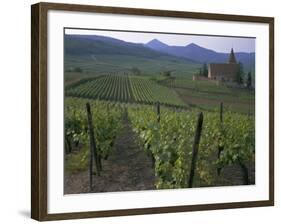 Vineyards, Hunawihr, Alsace, France-Guy Thouvenin-Framed Photographic Print